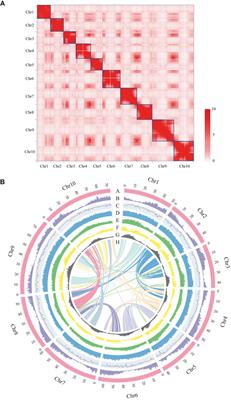 Chromosome-scale genome of Indian rosewood (Dalbergia sissoo)